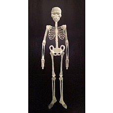 <strong>Скелет флуоресцентный</strong> <br />
Скелет флуоресцентный<div class="charTableblock"><div><span>Размер</span>: XS (40-42); S (42-44); M (44-46); L (46-48)</div></div> Скелет флуоресцентный
Скелет флуоресцентный