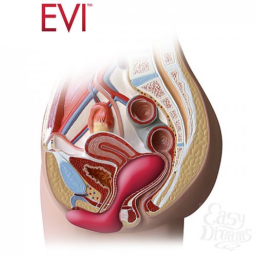 ���������� 3  �������� ��� ���� ������ �� ����������� G-����� � ������� Aneros Evi