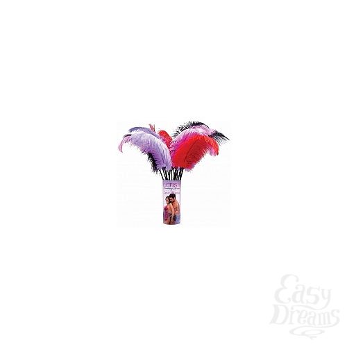  1:   Love Plumes, 1 .